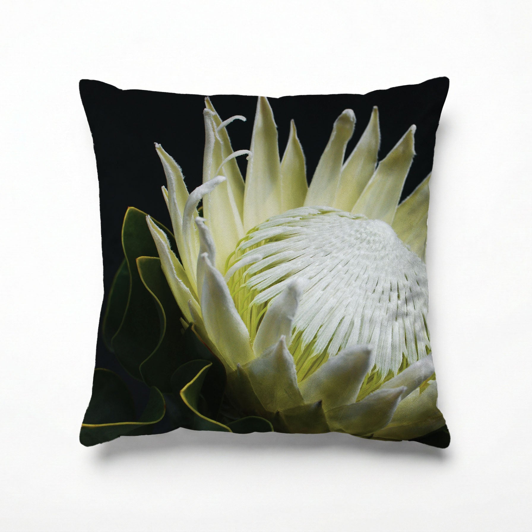 MIDNIGHT WHITE PROTEA UP CLOSE SCATTER CUSHION