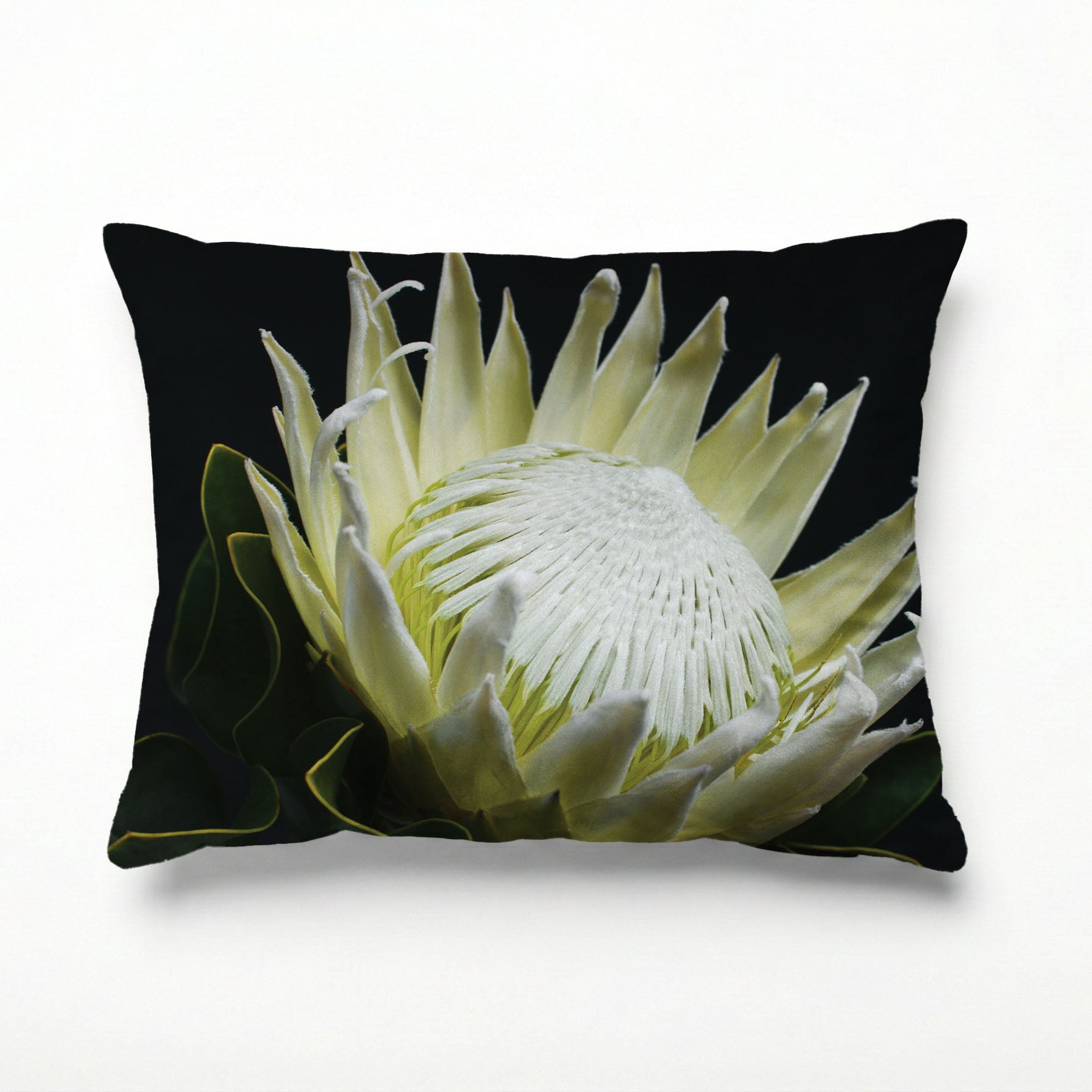 MIDNIGHT WHITE PROTEA UP CLOSE SCATTER CUSHION