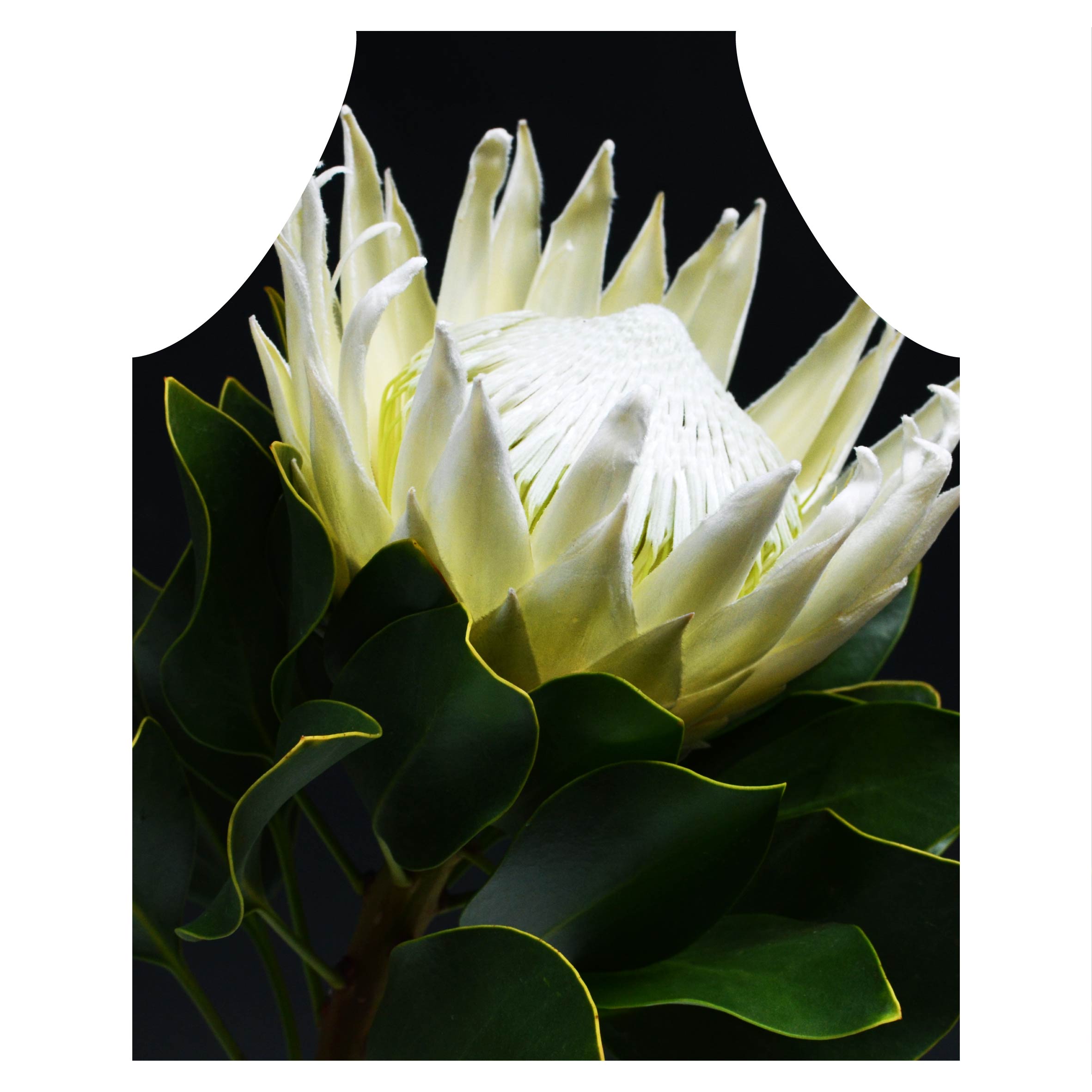 MIDNIGHT WHTIE PROTEA APRON