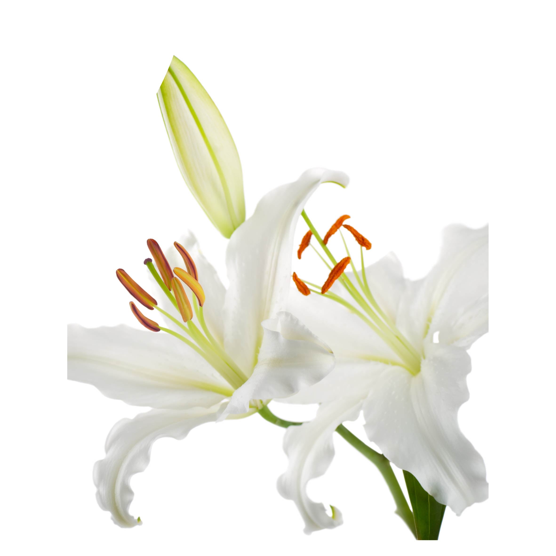 DAY LILY APRON
