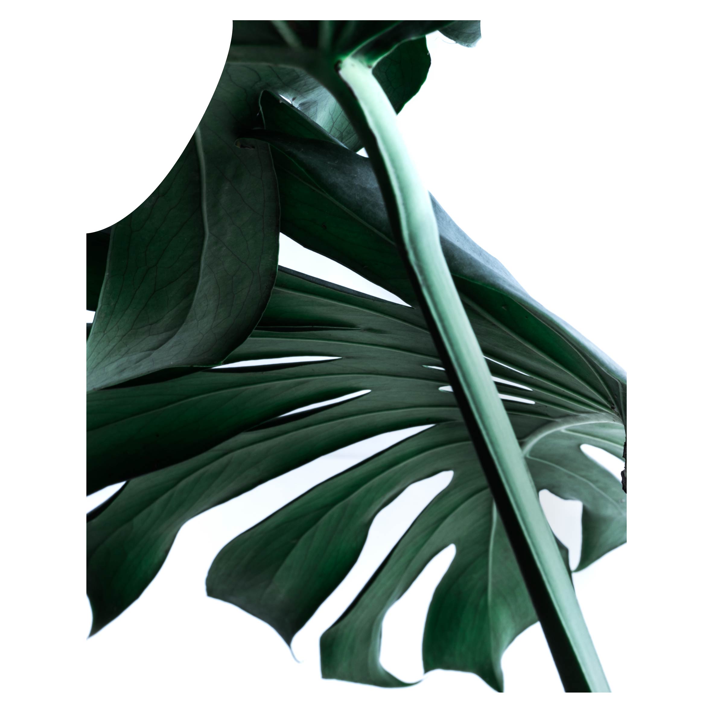 MONSTERA SHADOW APRON