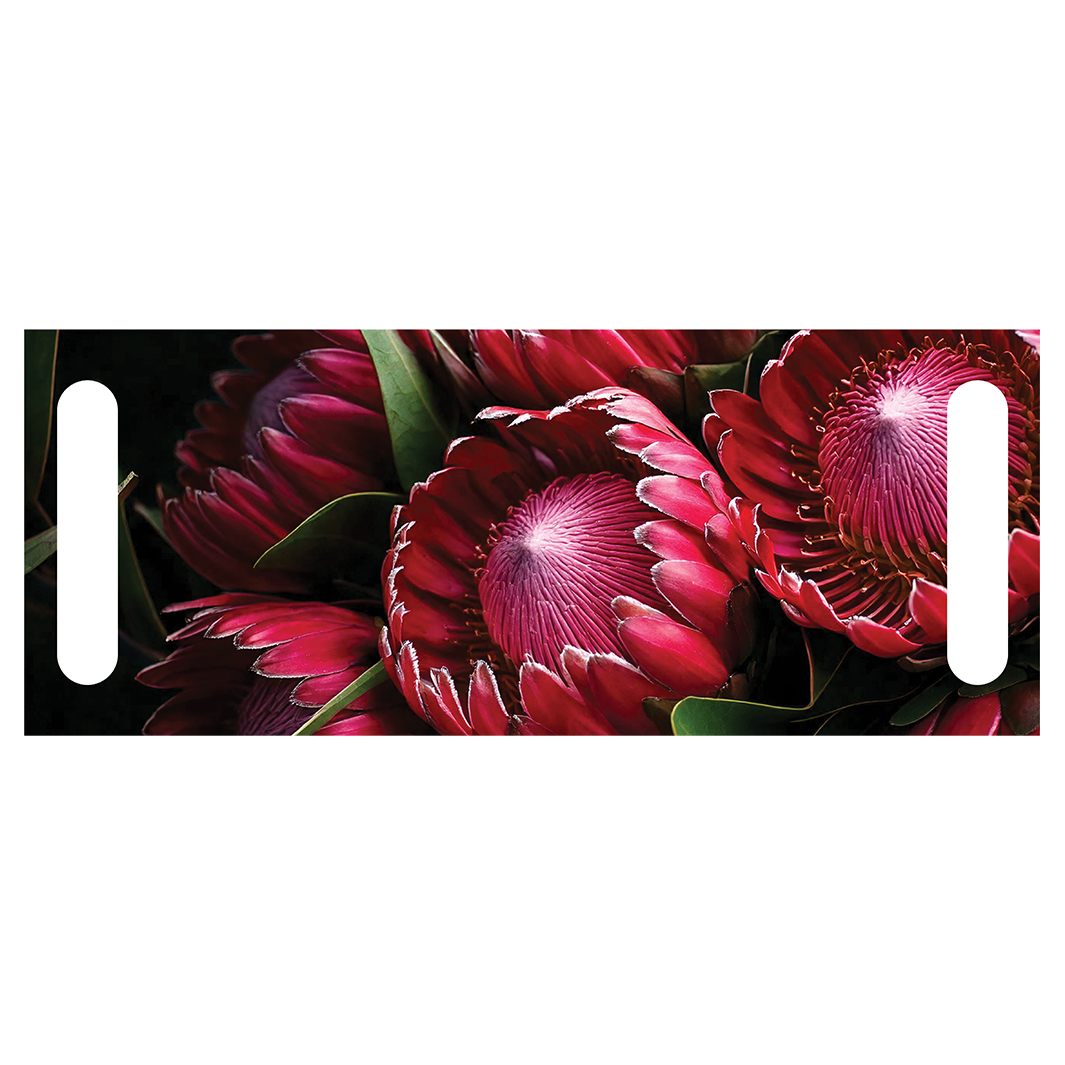 DUAL PURPOSE BOARDS NOCTURNAL PROTEAS