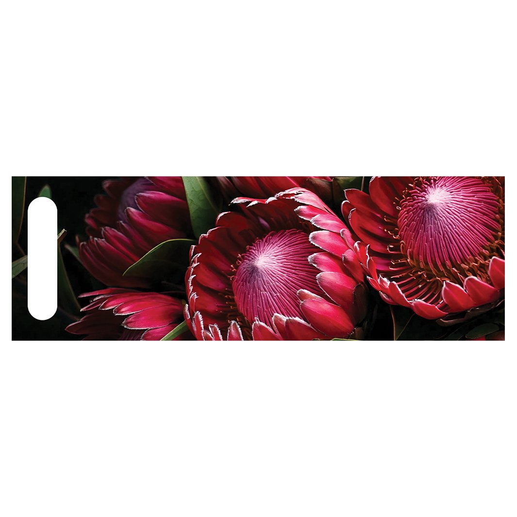 DUAL PURPOSE BOARDS NOCTURNAL PROTEAS