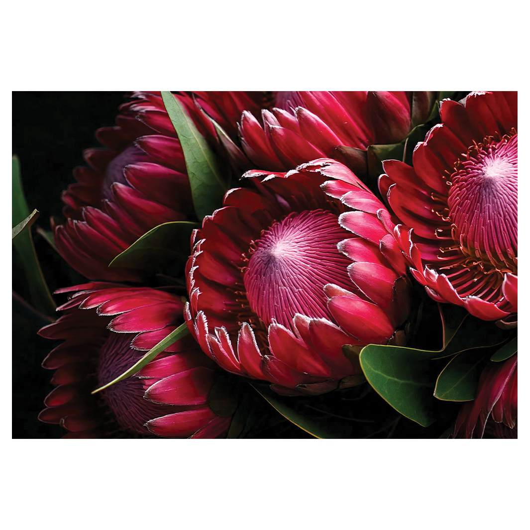 NOCTURNAL PROTEAS PLACEMAT