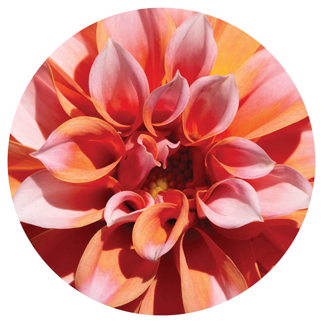 FLORAL PINK DAHLIA CHEESEBOARD
