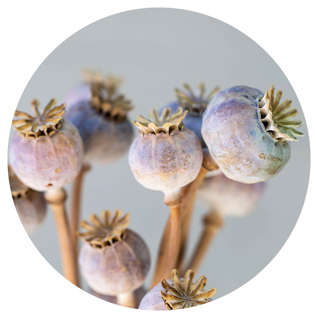 NATURAL PURPLE GIANT POPPY SEED BUNCH ON GREY CHEESEBOARD