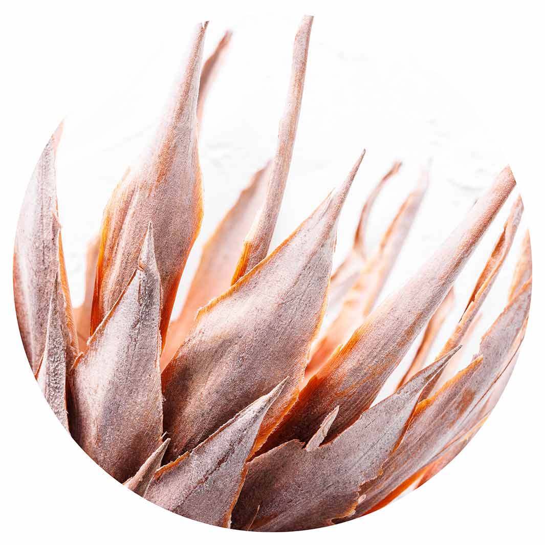 DRIED RUSTIC PINK PROTEA CHEESEBOARD