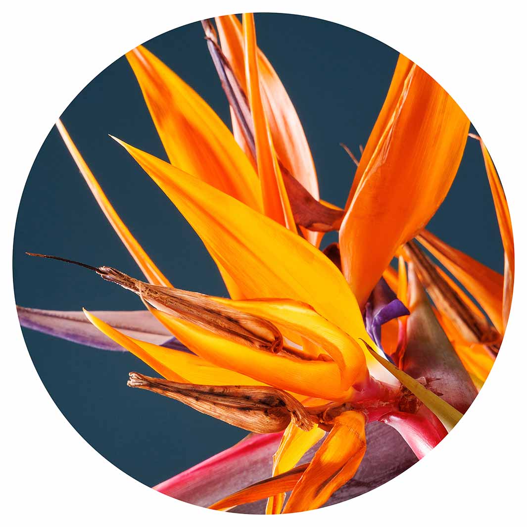 STRELITZIA ORANGE ON BLUE CHEESEBOARD