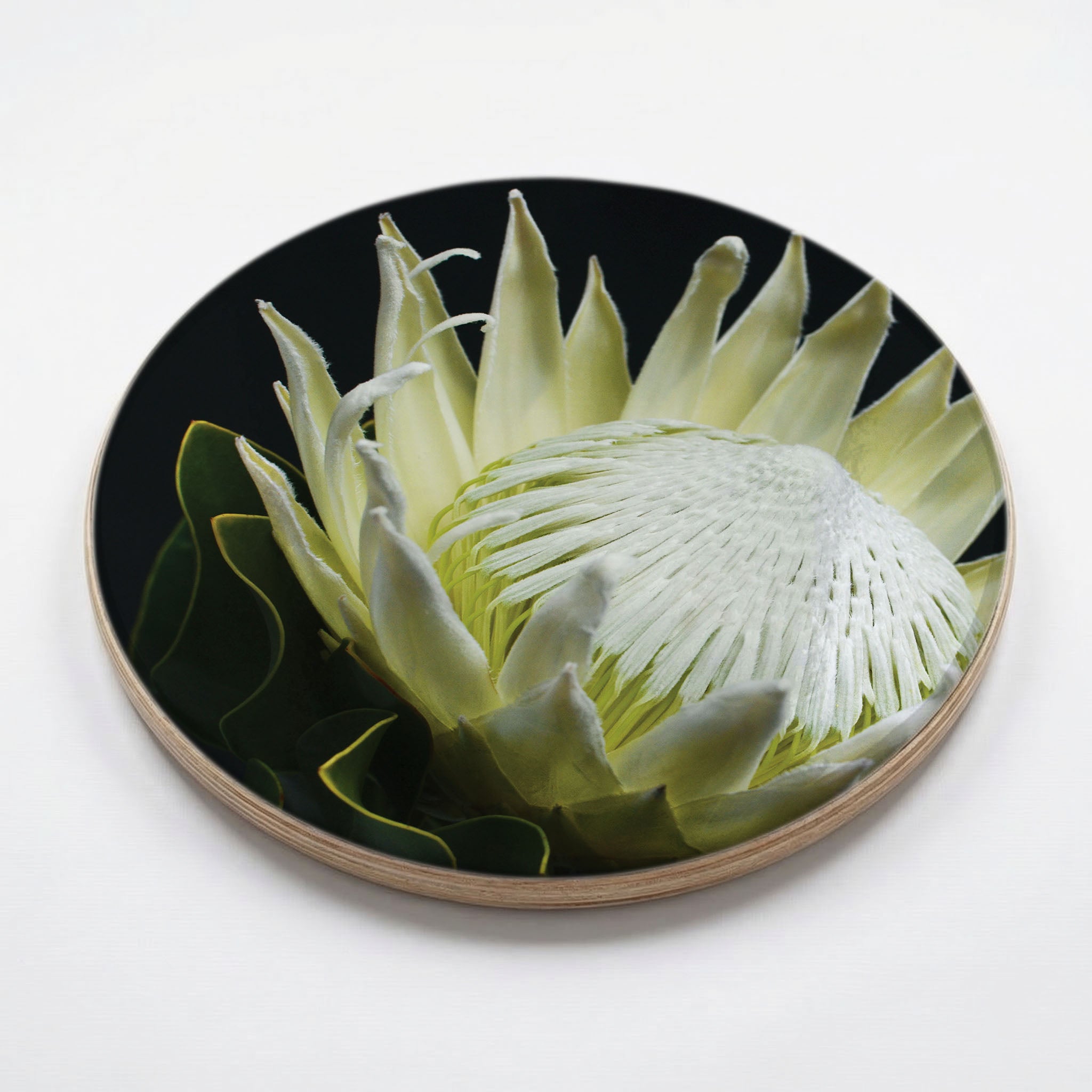 MIDNIGHT WHITE PROTEA UP CLOSE CHEESEBOARD