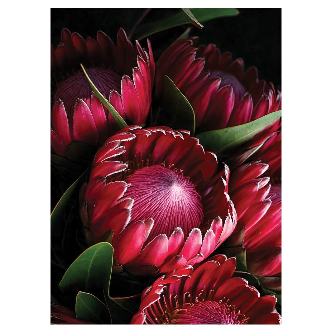 NOCTURNAL PROTEAS TEA TOWEL