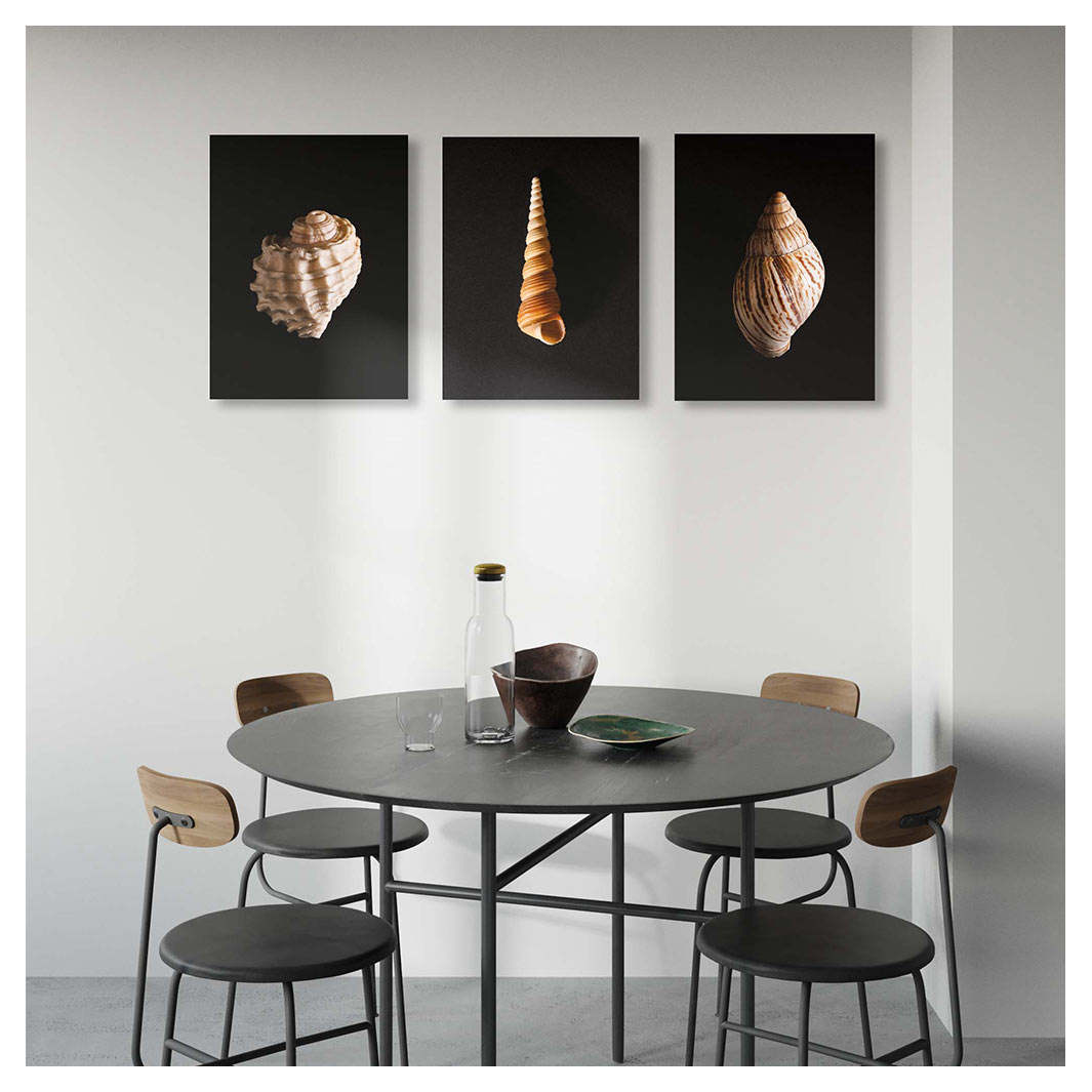 SEA SHELL ON BLACK BIRCH BLOCKS 3 PIECE COLLAGE