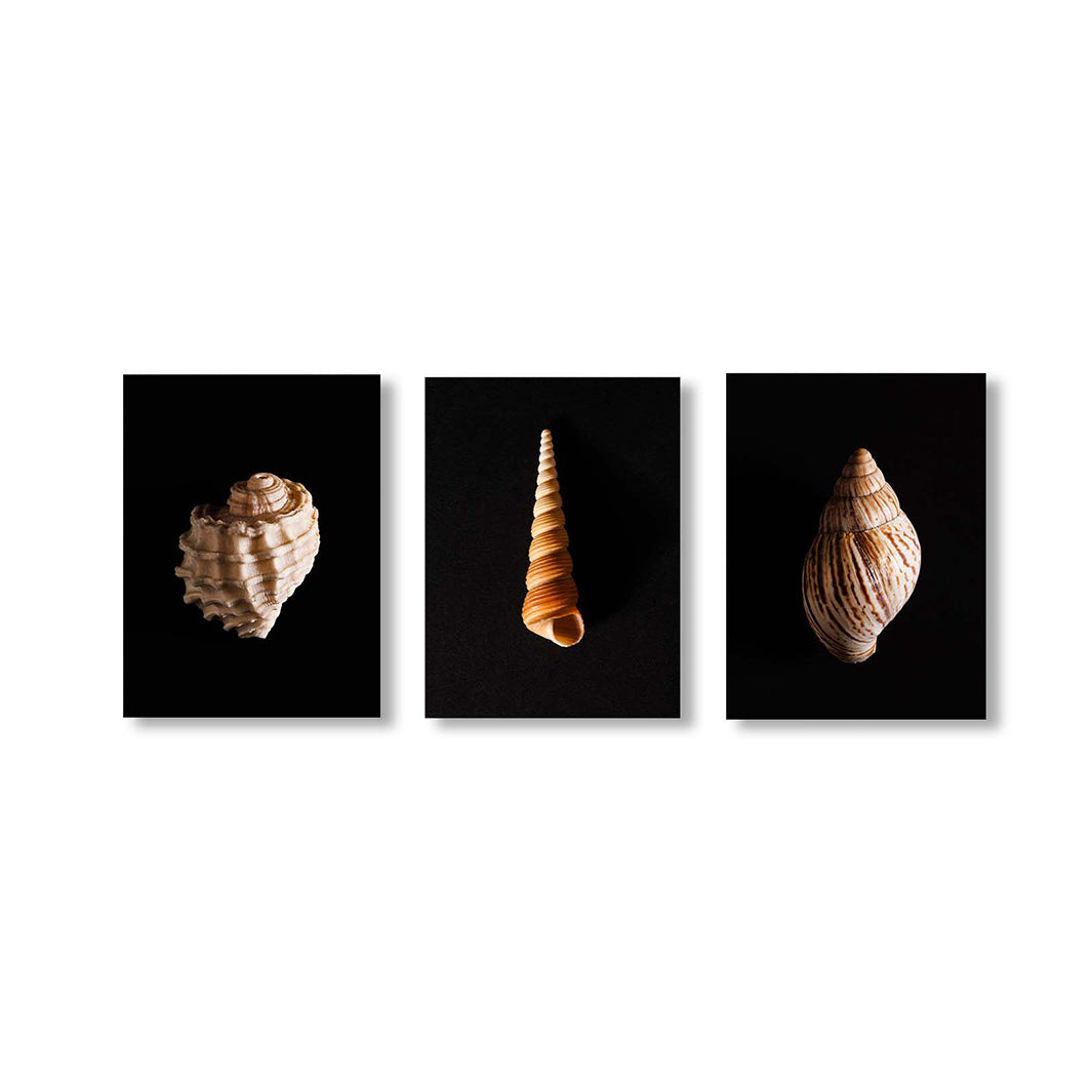 SEA SHELL ON BLACK BIRCH BLOCKS 3 PIECE COLLAGE