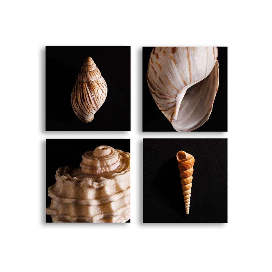 SEA SHELL ON BLACK BIRCH BLOCK 4 PIECE COLLAGE