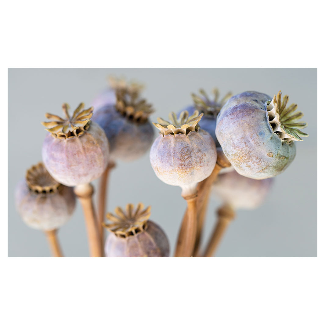 NATURAL PURPLE GIANT POPPY SEED BUNCH ON GREY ANTI-FATIGUE KITCHEN MAT