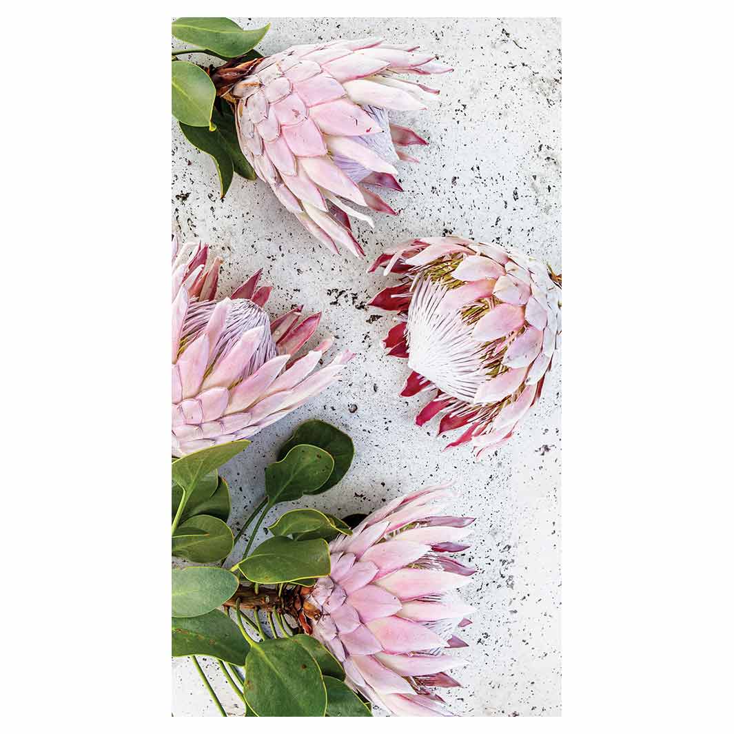 FLORAL PINK PROTEAS ON WHITE BUFF