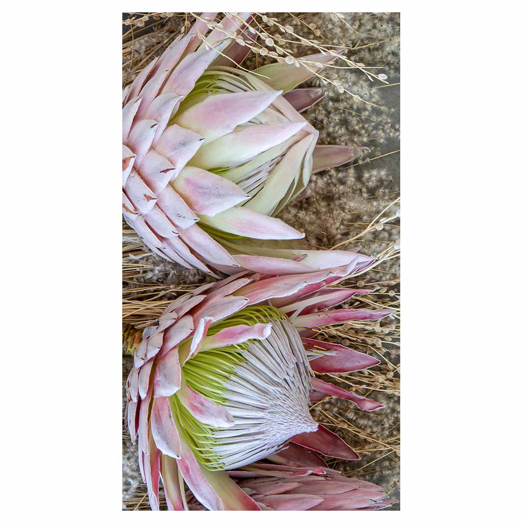 FLORAL DEEP PINK KING PROTEA BUFF