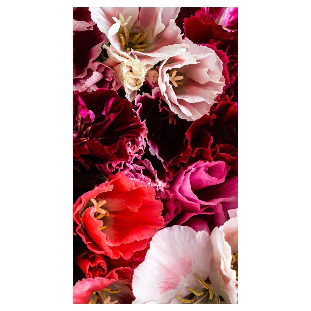 FLORAL PINK AND RED LISIANTHUS FLOWER MIX BUFF