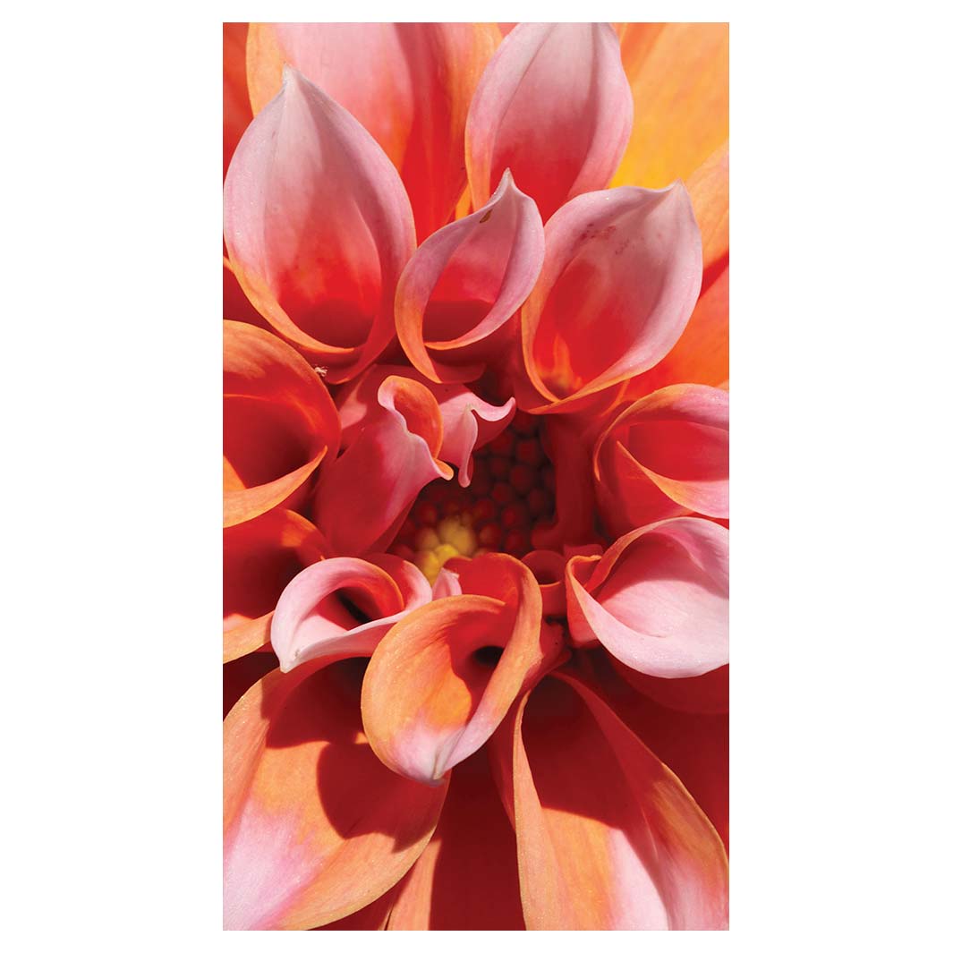 FLORAL PINK DAHLIA BUFF