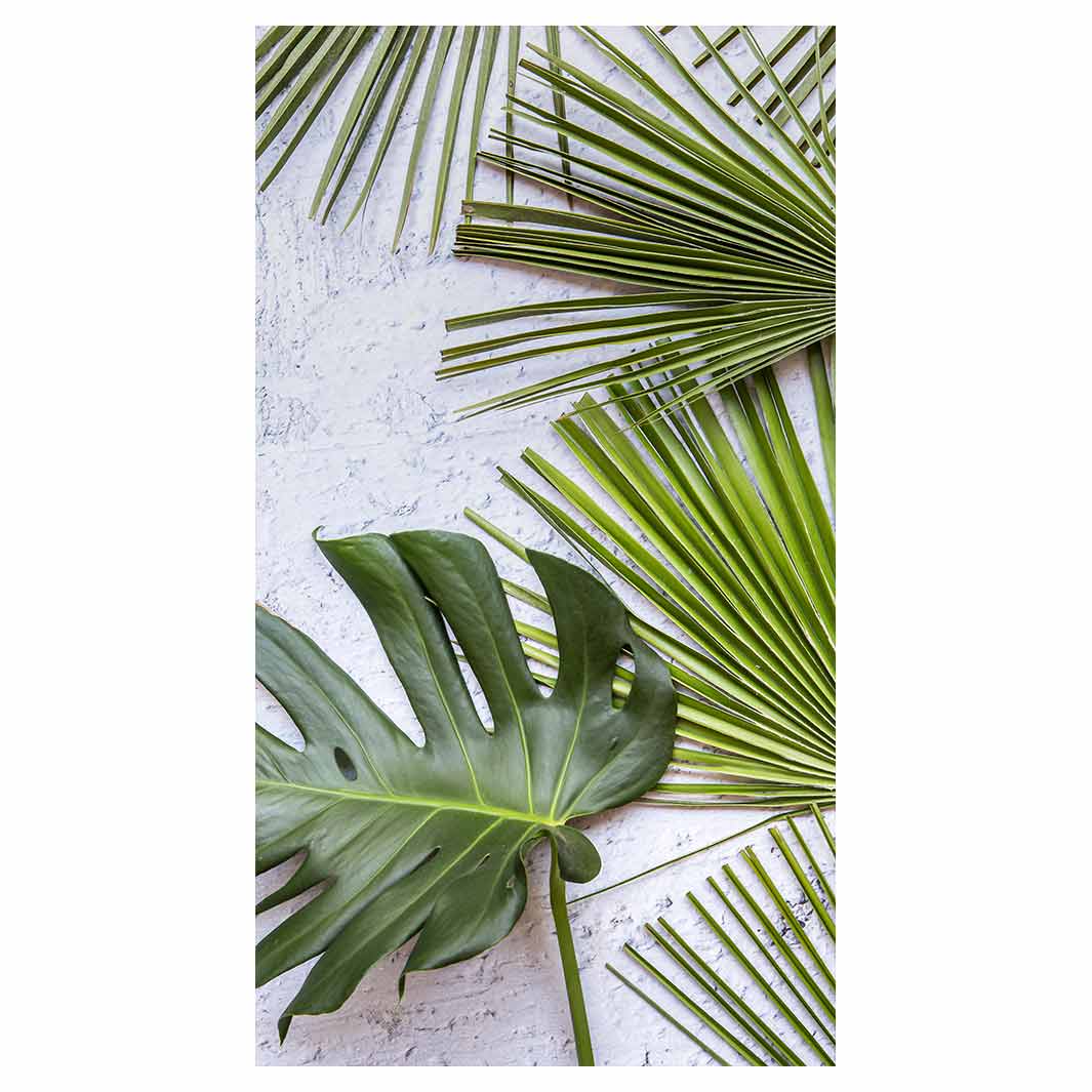 LEAVES GREEN PALM LEAVES ON WHITE BUFF
