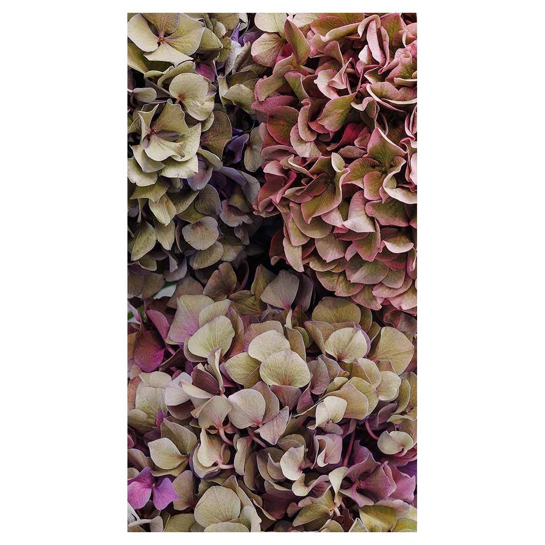 HYDRANGEA DEEP FLORAL TONES BUFF