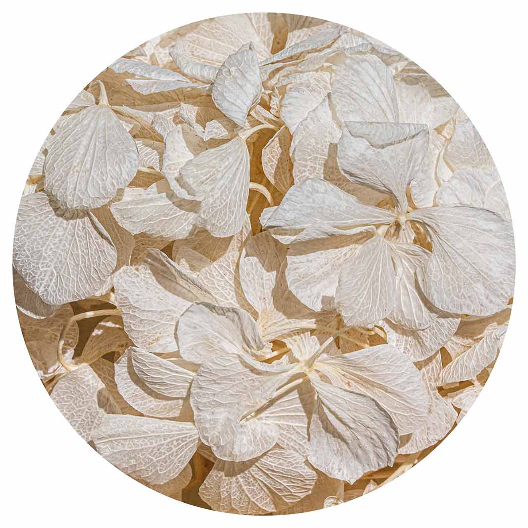 FLORAL CREAM BLEACHED HYDRANGEA LEAVES ROUND CLOCK