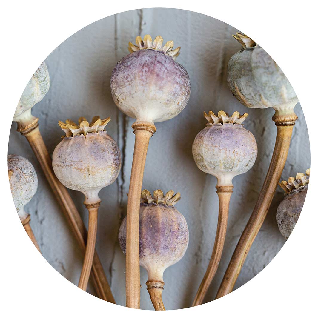 NATURAL PURPLE GIANT POPPY SEEDS ON GREY ROUND CLOCK