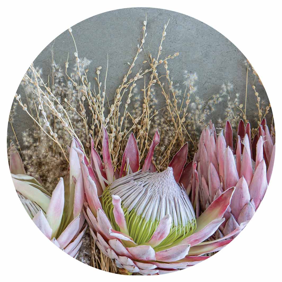 FLORAL DEEP PINK KING PROTEA ROUND COASTER
