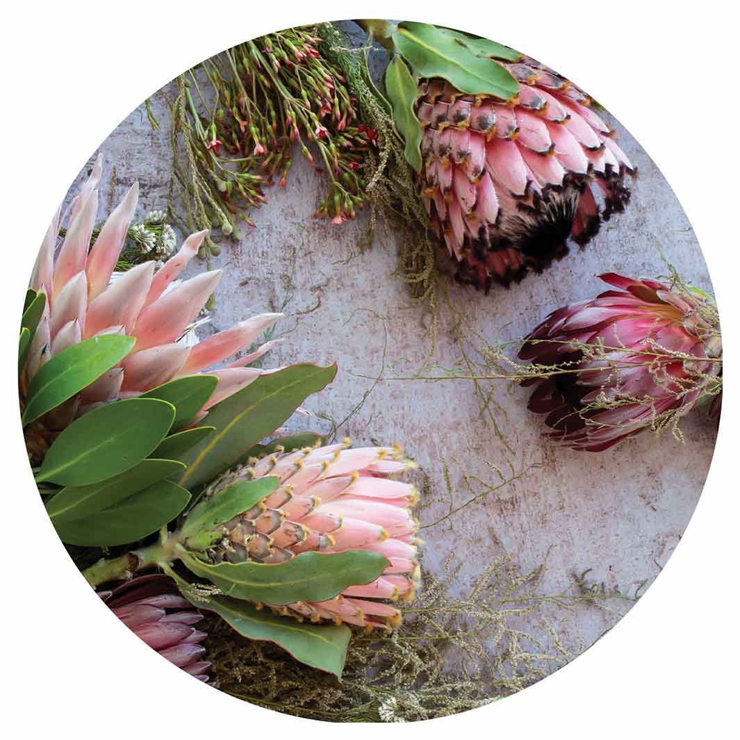 FLORAL PINK MIXED KING PROTEAS ROUND COASTER
