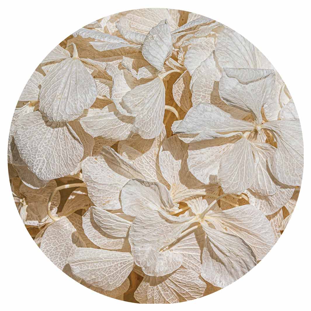 FLORAL CREAM BLEACHED HYDRANGEA LEAVES ROUND COASTER