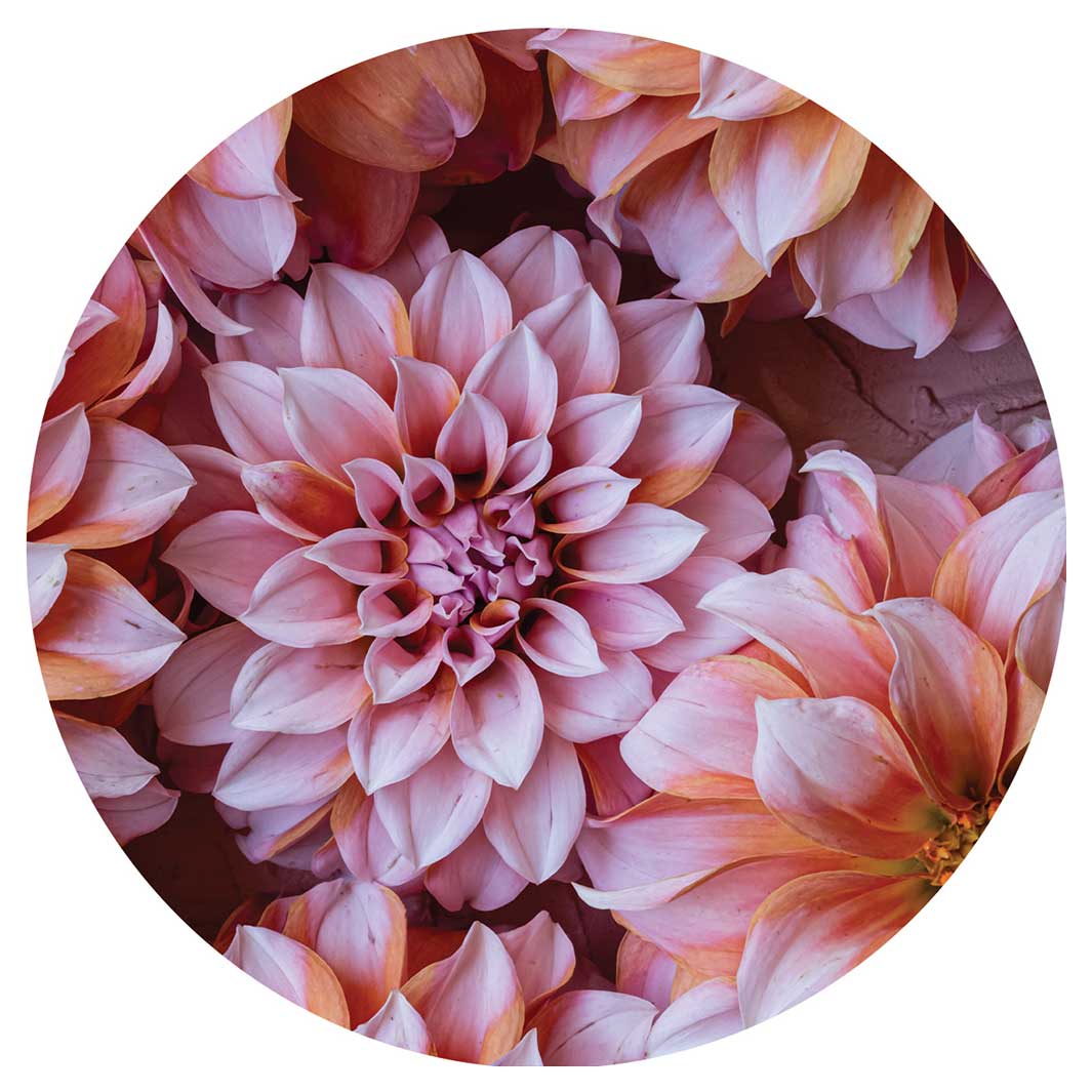 FLORAL PINK AND ORANGE DAHLIA FLOWERS ROUND COASTER