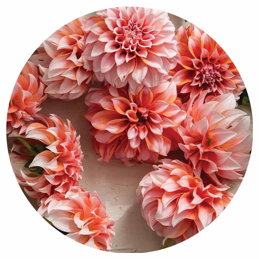 FLORAL ORANGE SCATTERED DAHLIAS WITH LEAVES ROUND COASTER