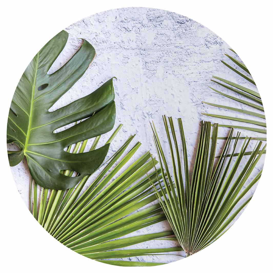 LEAVES GREEN PALM LEAVES ON WHITE ROUND COASTER