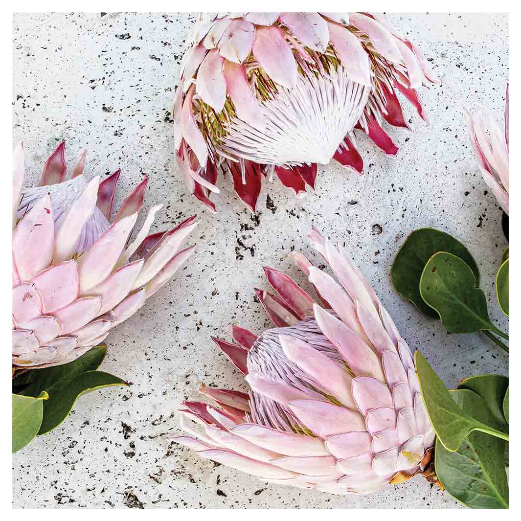 FLORAL PINK PROTEAS ON WHITE SQUARE COASTER
