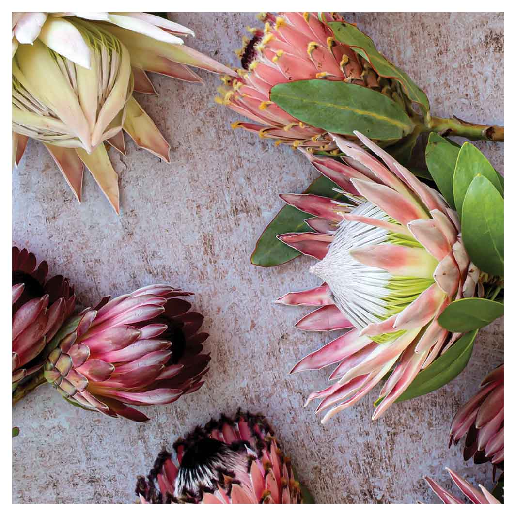 FLORAL PINK MIXED KING PROTEAS SQUARE COASTER