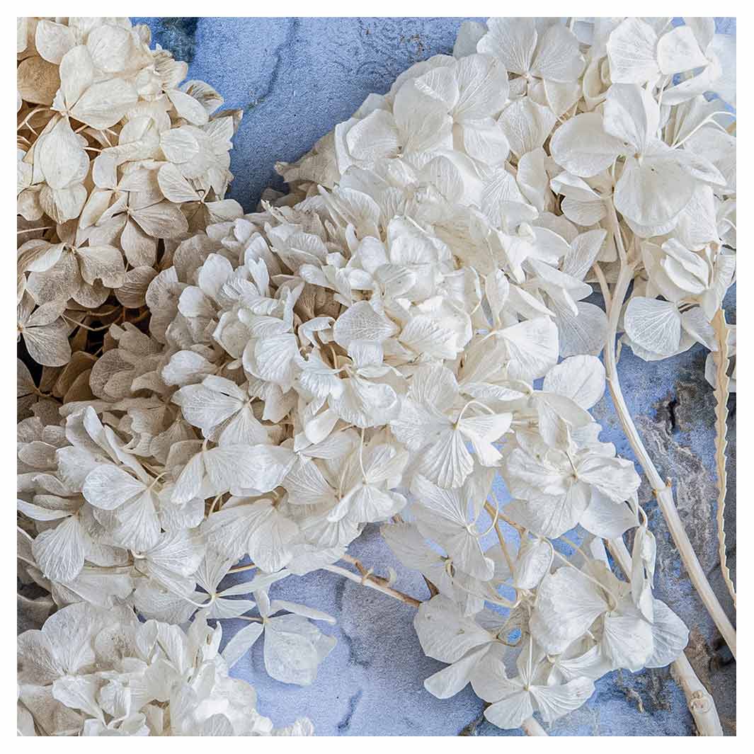 FLORAL CREAM BLEACHED HYDRANGEAS ON BLUE SQUARE COASTER