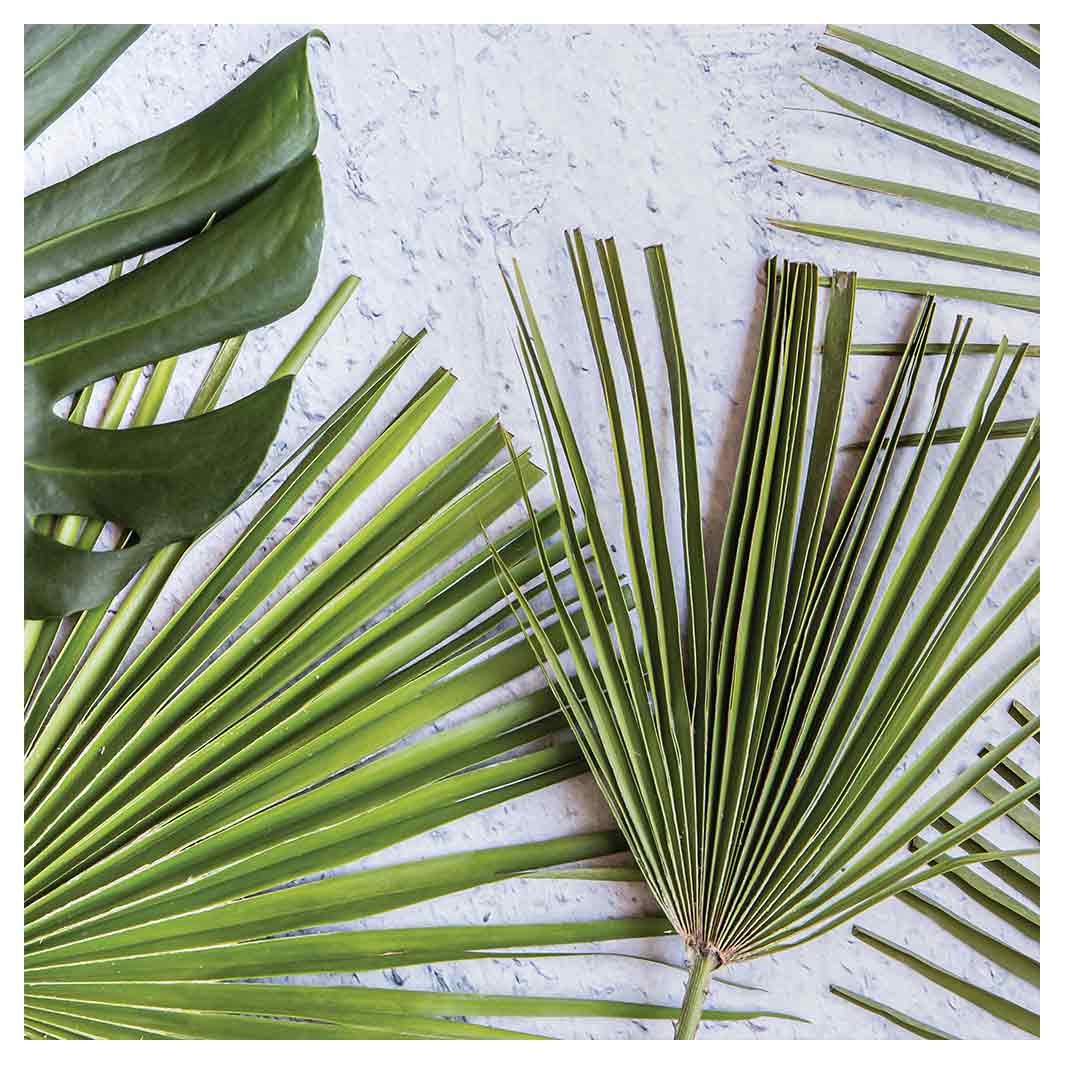 LEAVES GREEN PALM LEAVES ON WHITE SQUARE COASTER