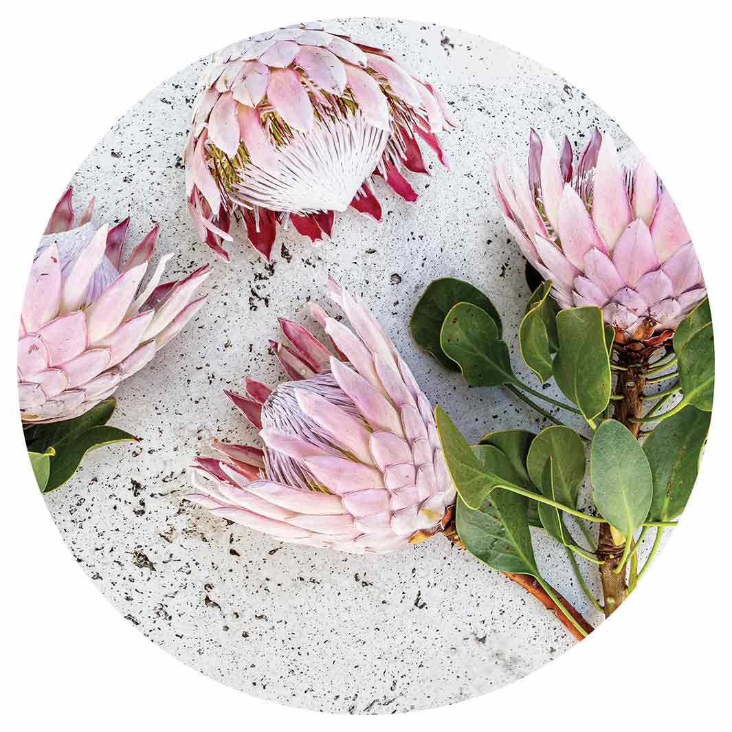 FLORAL PINK PROTEAS ON WHITE ROUND COFFEE TABLE