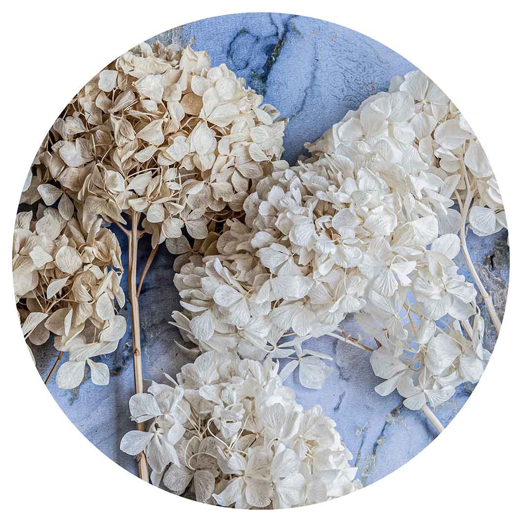 FLORAL CREAM BLEACHED HYDRANGEAS ON BLUE ROUND COFFEE TABLE