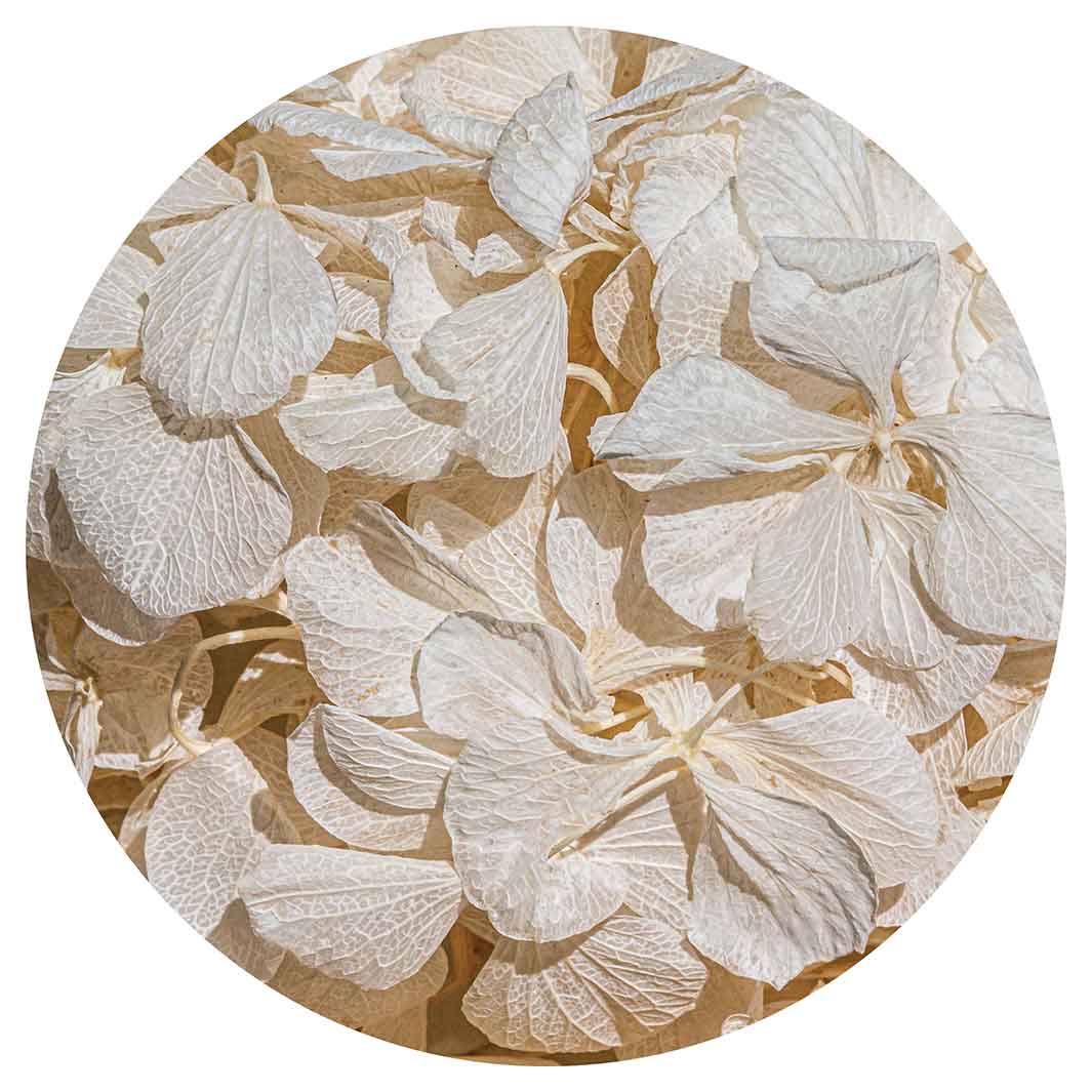 FLORAL CREAM BLEACHED HYDRANGEA LEAVES ROUND COFFEE TABLE