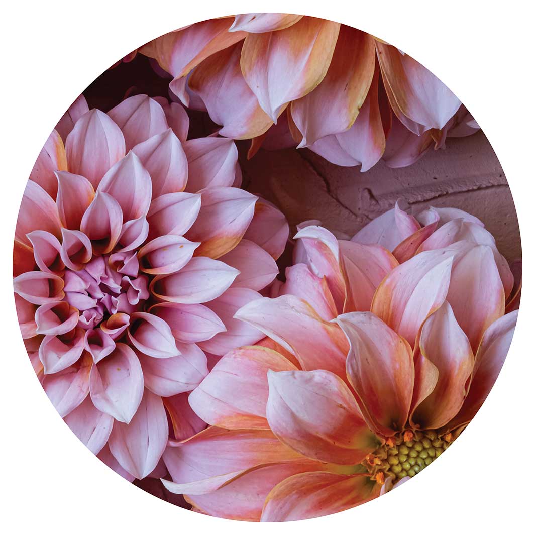 FLORAL PINK AND ORANGE DAHLIA FLOWERS ROUND COFFEE TABLE