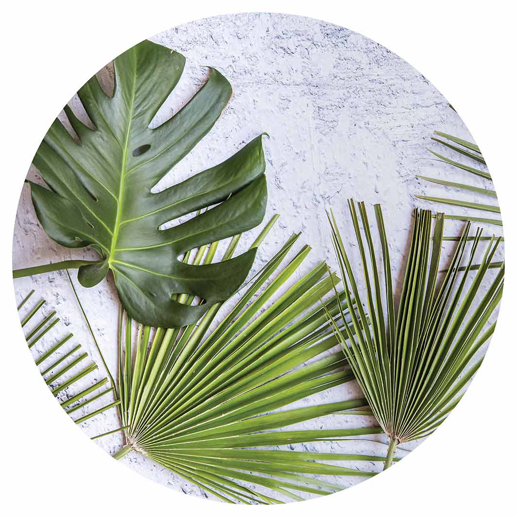 LEAVES GREEN PALM LEAVES ON WHITE ROUND COFFEE TABLE