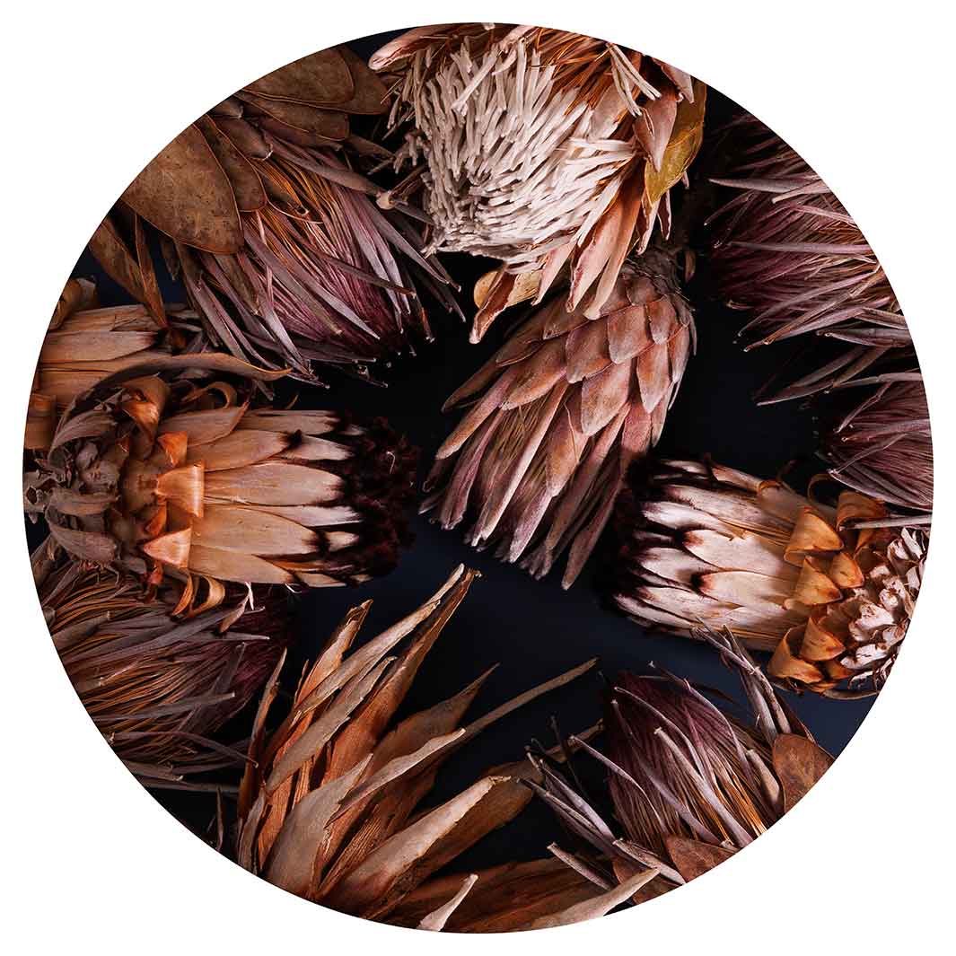 GOLDEN BROWNS PROTEAS ROUND COFFEE TABLE