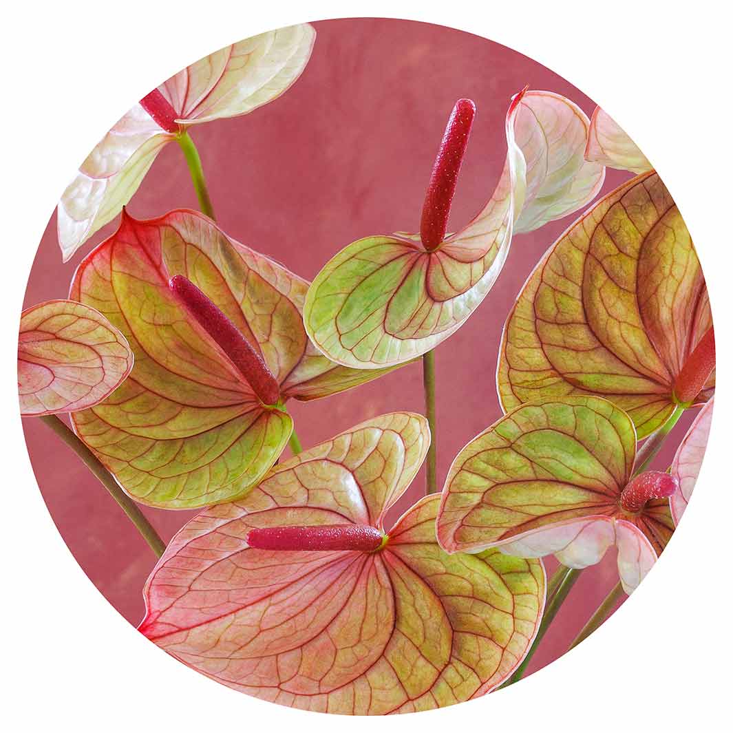 ANTHURIUM LIGHT PINK AND GREEN ON MAGENTA ROUND COFFEE TABLE