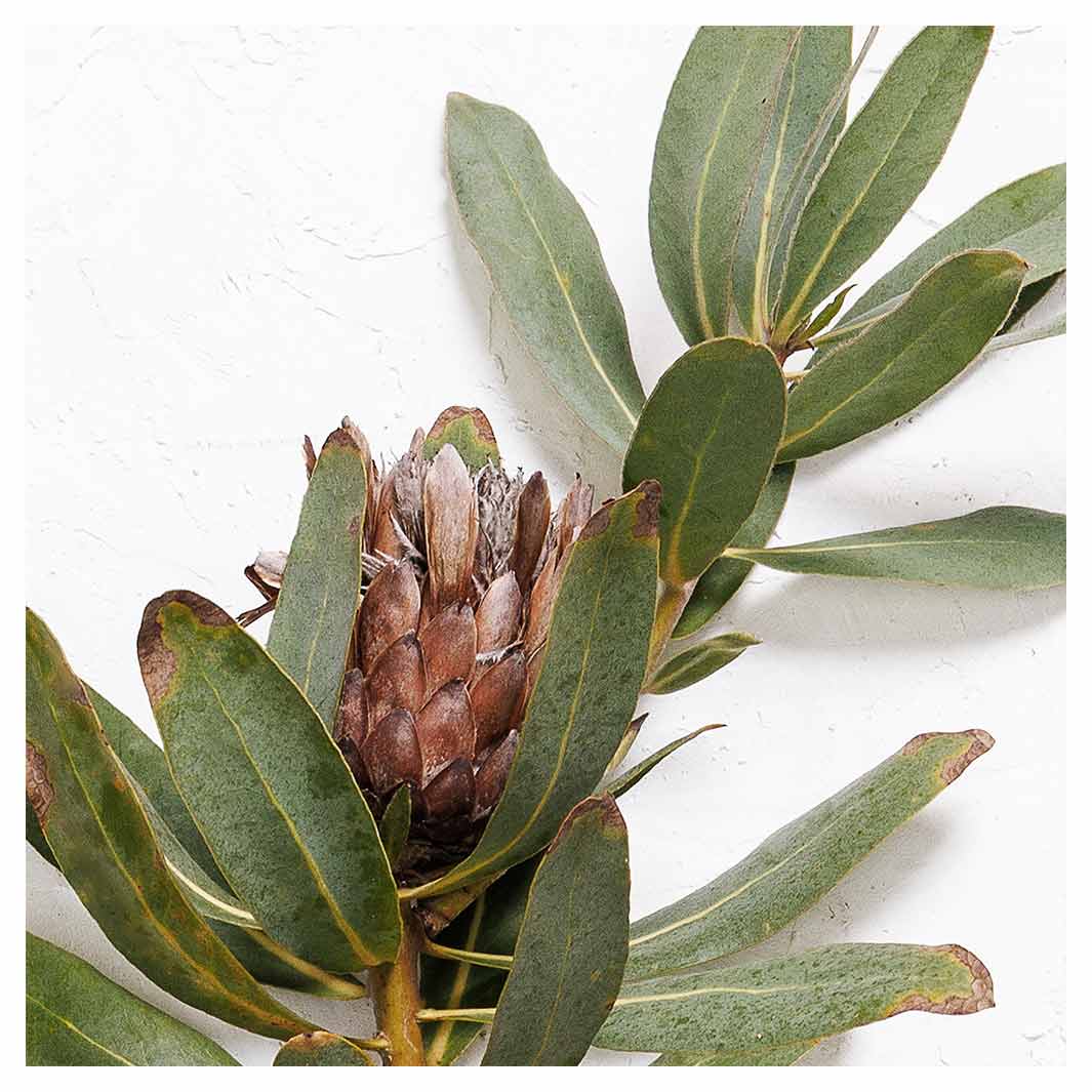 DRIED PROTEA WITH GREEN LEAVES SQUARE COFFEE TABLE