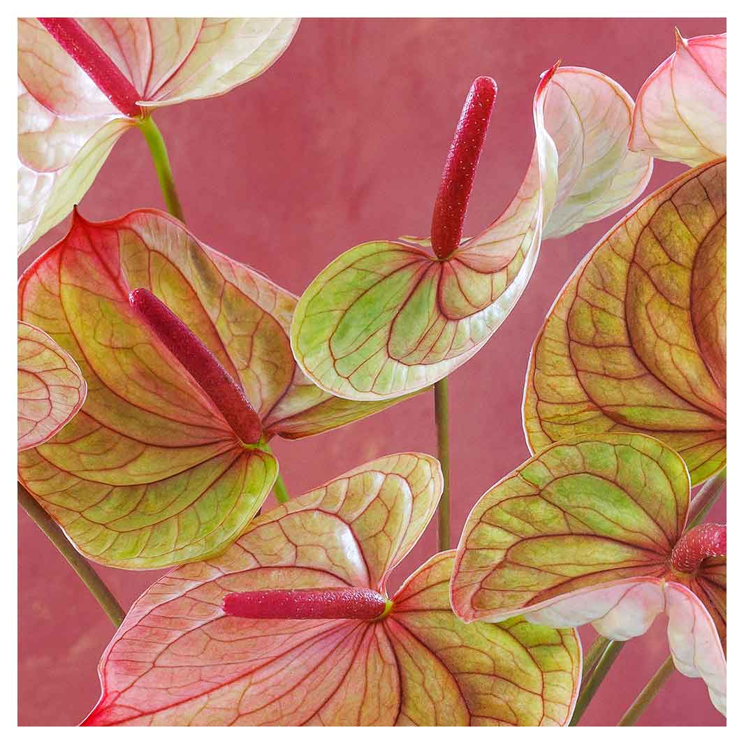 anthurium magenta ANTHURIUM LIGHT PINK AND GREEN ON MAGENTA SQUARE COFFEE TABLE