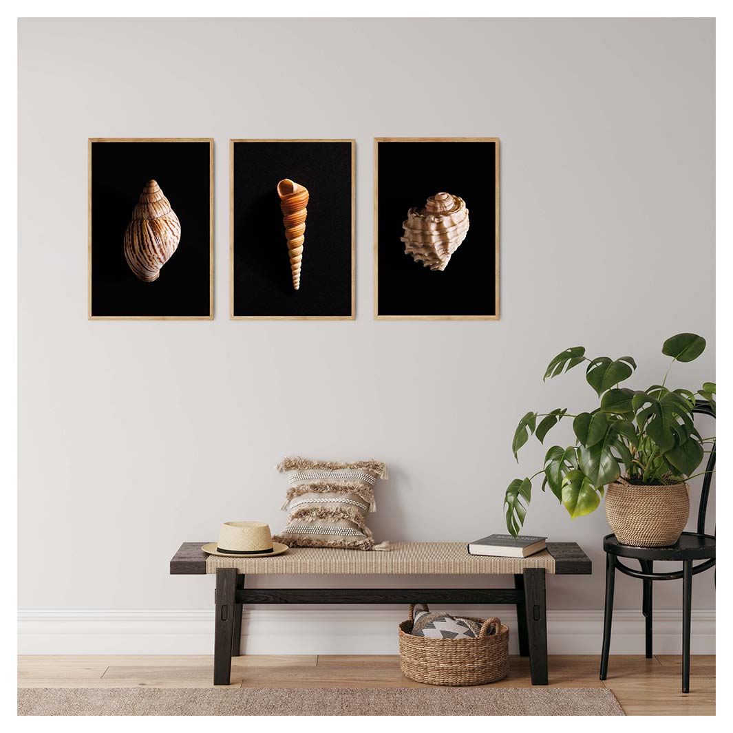 SEA SHELL NIGHT DARK CURATED WALL ART 3 PIECE