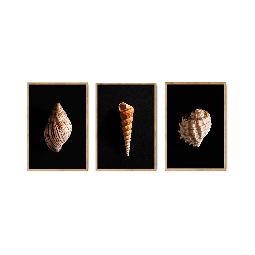 SEA SHELL NIGHT DARK CURATED WALL ART 3 PIECE