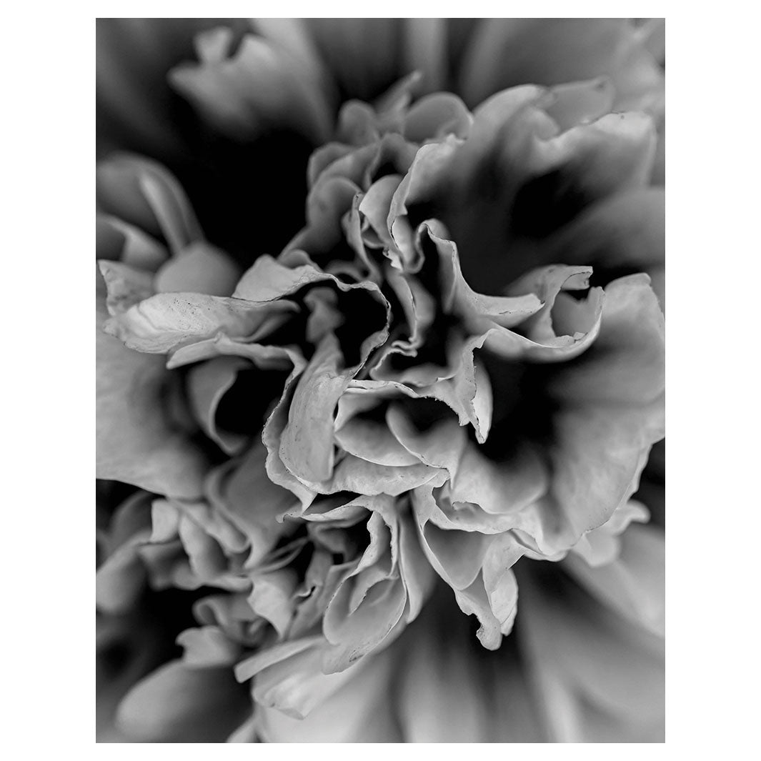 FLORAL BLACK AND WHITE PEONY FLEECE BLANKET