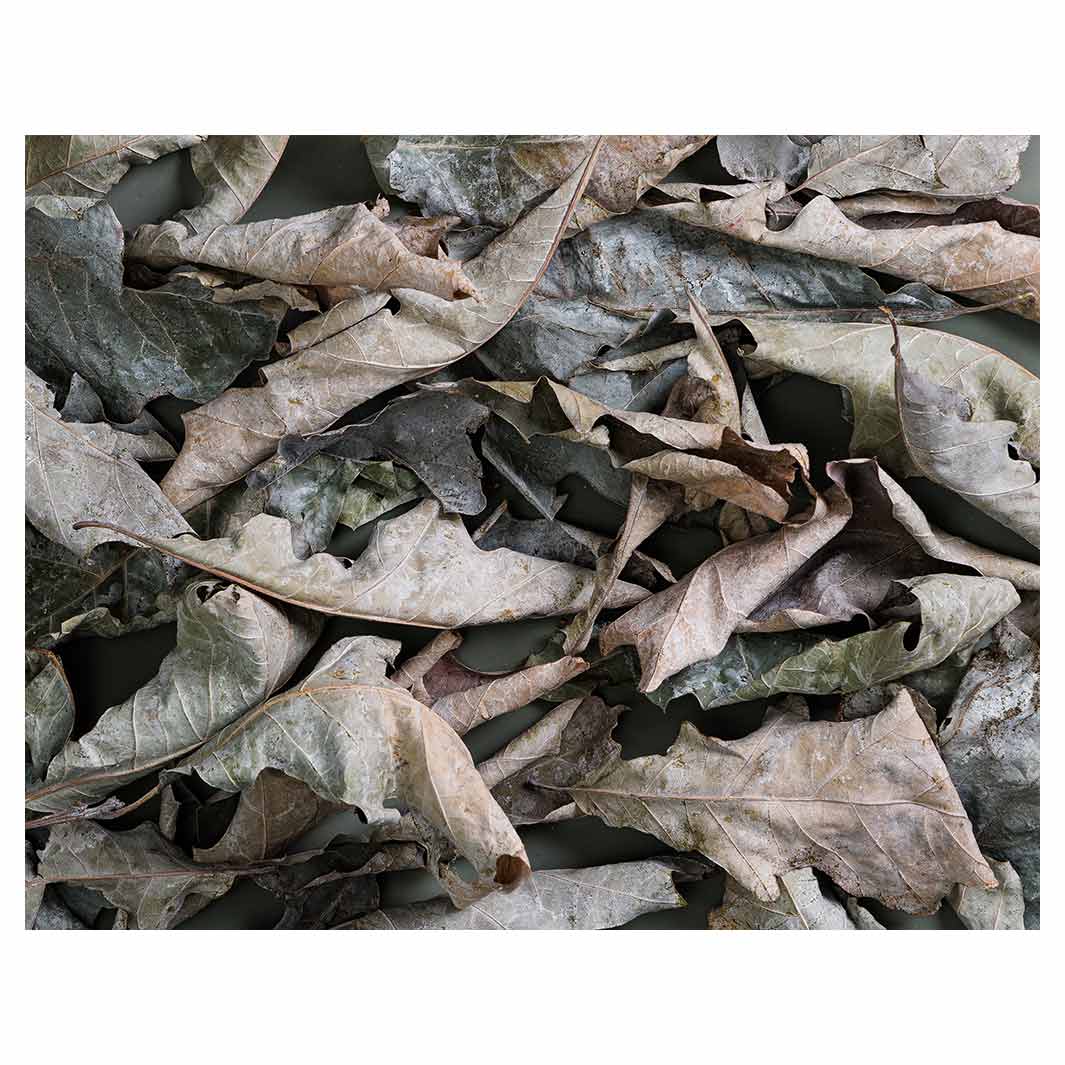 MONOCHROMATIC GREY GREEN LEAVES FLEECE BLANKET