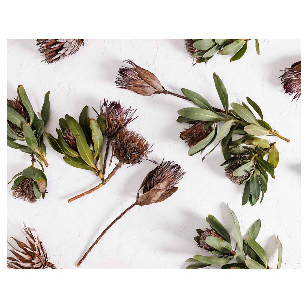 SCATTERED DRIED PROTEA WITH GREEN LEAVES FLEECE BLANKET